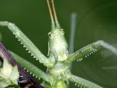 Дыбка-степная_лицо